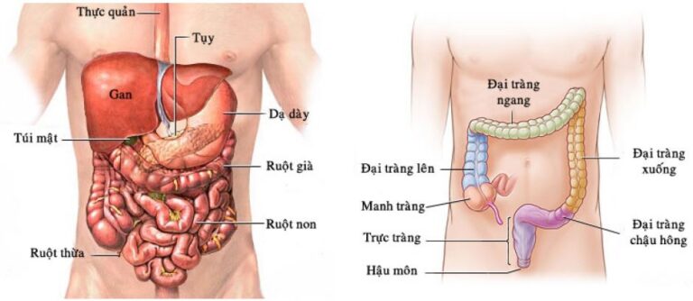 Phẫu thuật cắt đại-trực tràng