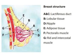 Breast radiotherapy